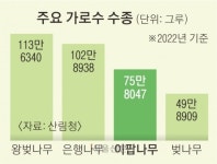 ‘5월 눈꽃’ 이팝나무… 이젠 벚꽃 대신 ‘대세 가로수’