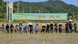 광주 본량초 어린이 “모심기 체험했어요”