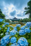 꽃보다 바다, 바다보다 파란 수국… 제주 숨은 여름명소에 빠져볼까