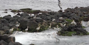 제주에서 쇠백로 첫 번식 성공 확인… 다려도에서 3마리 폭풍 성장