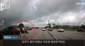 “페가수스인 줄” 자유로서 역주행하는 말 포착…사육장서 탈출