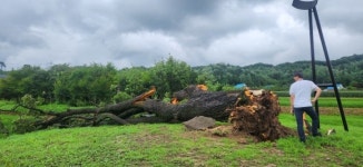 뿌리 뽑힌 천연기념물 오리나무 어쩌나