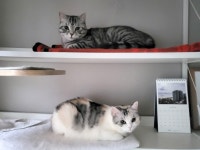 8월 8일은 ‘세계 고양이의 날’…나라별로 고양이의 날이 다른 이유는 [인마이포캣]