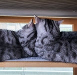 8월 8일은 ‘세계 고양이의 날’…나라별로 고양이의 날이 다른 이유는 [인마이포캣]