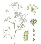 [이소영의 도시식물 탐색] 사라진 미나리꽝 그리고 습지