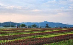 철원 고석정꽃밭 ‘활짝’…“가을손님 맞는다”