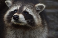 ‘맛집’으로 소문났나…집 둘러싸고 ‘밥 달라’ 시위한 너구리 100마리