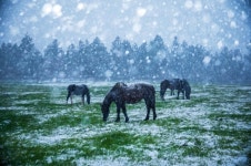 제주의 평화로움 만나다… ‘조랑말의 겨울’ 제주국제사진공모전 대상