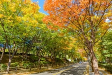 용왕산 둘레길부터 서서울호수공원까지…양천구 단풍10선 즐겨요
