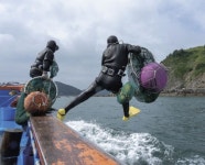 “충남 보령서도 해녀들이 전복 땁니다”