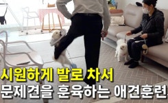훈련 빌미로 목줄에 매달고 발로 ‘뻥’…반려견 훈련사 유튜버, 결국