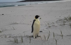 “여긴 어디?” 나홀로 3500㎞ 떨어진 호주 해변 나타난 황제펭귄 그후…