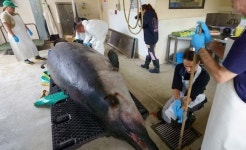 살아있는 모습 본 적도 없는 ‘세상에서 가장 희귀한 고래’ 해부 시작됐다 [핵잼 사이언스]