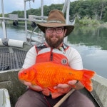귀엽지가 않아…미국서 잇따라 포착된 ‘거대 금붕어’ 원인은?