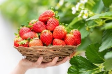 65세 이상은 꼭 필요한 ‘딸기’…놀라운 ‘효능’ 있었네