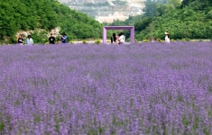 보랏빛으로 물드는 무릉별유천지…라벤더축제 6월 14일 개막