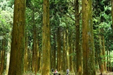 사려니숲길과 닮은 듯, 다른 듯… 한남사려니오름숲길 걸어볼래요?