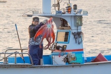 동해서만 사는 ‘귀한 몸’…고성 대문어축제 개막