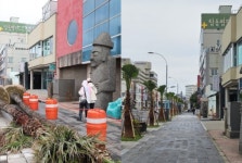 제주 탑동로 워싱턴야자수 부활했다