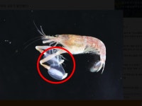 “안녕하새우” 희귀 새우 발견됐다…‘부채 모양’ 집게발이라니 [포착]