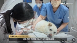 온 몸에 총알 70여개 박힌 백구…“이러고도 살아있다니”