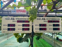 습도·농약 자동 조절… 가장 비싼 포도 키우는 ‘팜스토리’ [K 스마트팜, FTA 파고를 넘다]