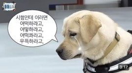 “시험 우뜩하라고” 눈물 주룩 마약 탐지견… 관세청 ‘킁킁로그’ 화제