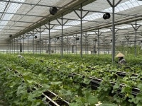 베트남서 귀한 참외·멜론·딸기 ‘주렁’…기술 넘어 한국 품종도 뿌리 내린다[K스마트팜, FTA 파고를 넘다]