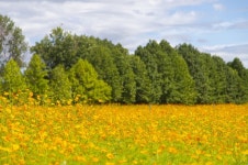 “가을꽃 구경 오세요”···경기관광공사, 가을꽃 여행지 6곳 추천