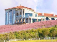 핑크뮬리에 물들다… 가을에 스며들다