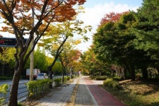 ‘평택시 국도1호선 가로숲길’, 녹색도시 우수사례 ‘우수상’