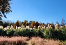 은빛 물결 넘실대는 가을 정원, 태안 청산수목원 [두시기행문]