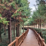 숲길을 걷고, 나무를 만지고, 몸과 마음을 쉬게 하는 공간, 장흥 편백숲 우드랜드 [두시기행문]