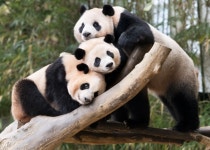 “푸바오 돌아오는 건가요?” 중국 판다 대여 논의 시작
