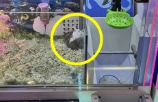 “조금만 옆으로!” 인형뽑기 기계에 햄스터 산 채로 ‘꿈틀’…기막힌 중국 게임장