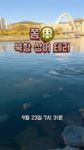 [포착] 부산 상어 ‘부캉이’ 촬영하려다 폰 ‘퐁당’…죽은 우럭 던지기도