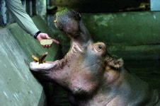 [화보] 피임약 먹는 하마