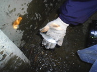 춘천 복개구간에 물고기 산다