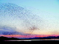 [만추기행]탐조여행 떠나요-순천만