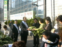 배추 무료로 드립니다