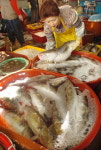 가덕도 金魚가 몰려온다