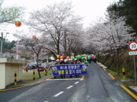 [포토뉴스] 벚꽃길 너무 좋아요