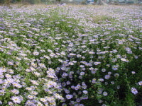 [작은 생명 이야기] 우리 정서에 맞는 우리꽃