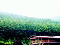 [테마별 자연휴양림]희리산해송자연휴양림