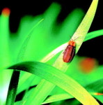 금정산 첫 반딧불이 축제