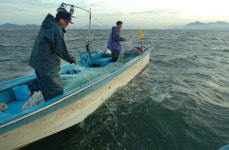 [가을전어] 하단어촌계 박남식씨
