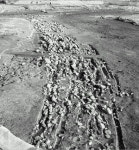 김해 관동리 유적 대규모 도로 확인