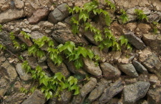 [추억의 돌담 낭만을 걷자] 우리 옛 이야기 속삭여 봐요