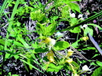 [작은 생명 이야기] 꽃과 곤충의 공존