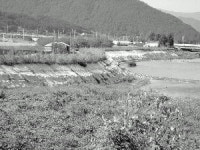 밀양강 제방 찔끔 보강